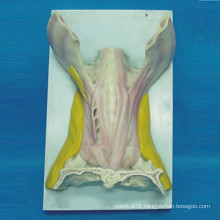 Tongue Muscle Anatomy Model for Medical Teaching (R040110)